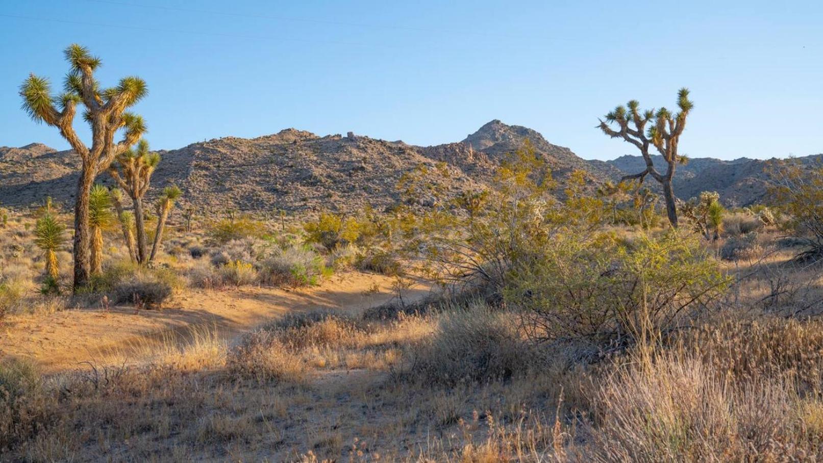 Experience Desert Serenity Gateway To Joshua Tree Джошуа-Три Экстерьер фото
